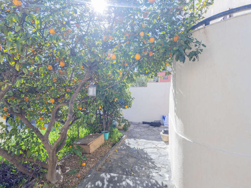 terrasse_arbre